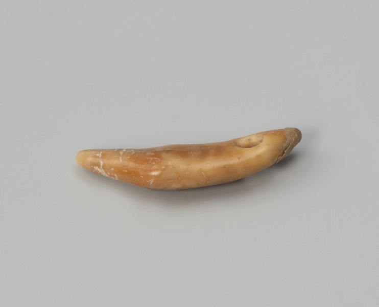 Amulet z zęba zwierzęcego - ujęcie z góry; Amulet z zęba małego drapieżnika, z otworem do zawieszania na rzemieniu wywierconym w prawej górnej części.