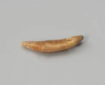Amulet z zęba zwierzęcego - ujęcie z góry; Amulet z zęba małego drapieżnika, z otworem do zawieszania na rzemieniu wywierconym w prawej górnej części.