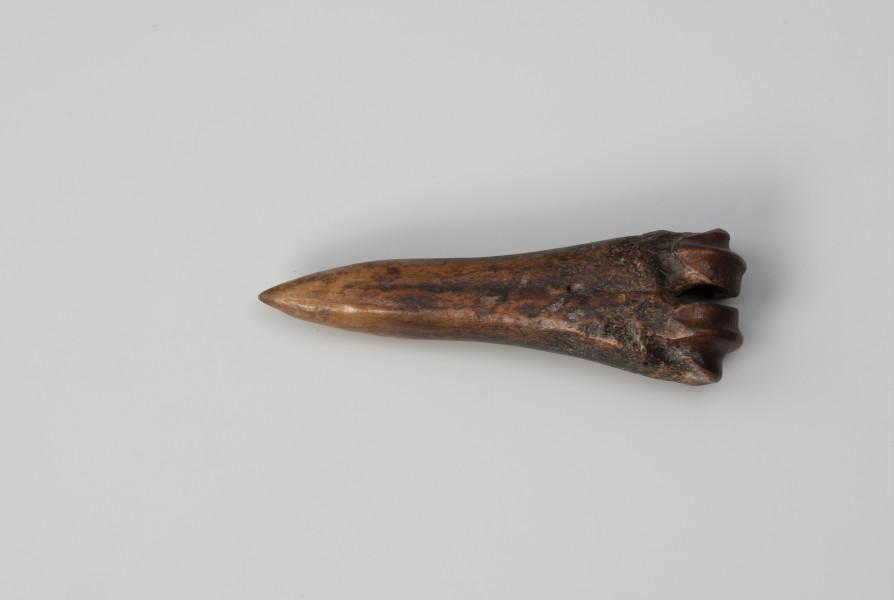 Szydło kościane - ujęcie z dołu; Szydło z kości zwierzęcej, z zaostrzoną w szpic końcówką.