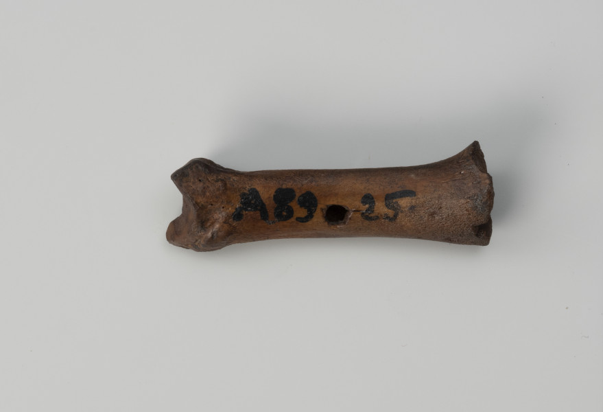 hetka - Ujęcie z dołu; Hetka o zachowanej formie krótkiej kości śródstopia zwierzęcia z otworem przelotowym w środkowej części.