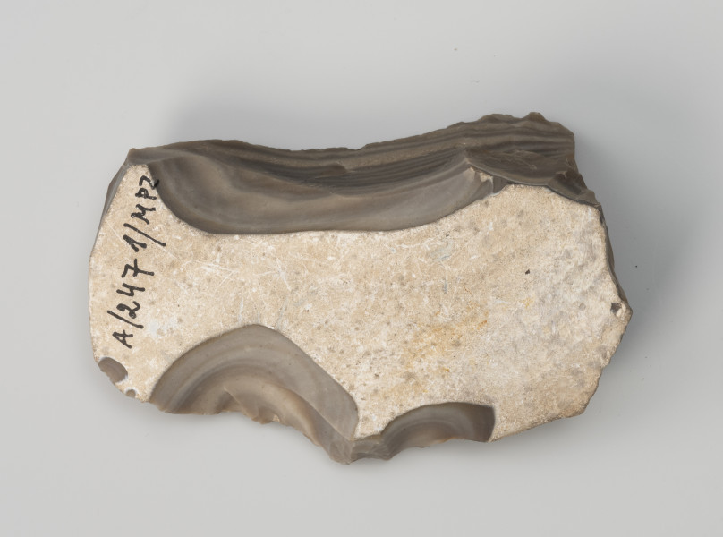 półwytwór narzędzia - Ujęcie z dołu; Masywny odłupek krzemienia pasiastego, część większej bryły. Pęknięcie w części dystalnej sugeruje, że był on dużo większy. Strona wierzchnia pokryta jest cienką, gładką korą, częściowo zdjętą kilkoma uderzeniami, które wstępnie nadały kształt przedmiotowi.