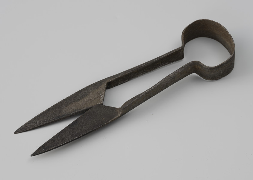 Nożyce do strzyżenia owiec - ujęcie ze skosu z przodu; Nożyce do strzyżenia owiec wykute z jednego kawałka metalu. Proste ramiona z jednej strony zakończone trójkątnymi ostrzami, z drugiej połączone taśmowatym, owalnym kabłąkiem.