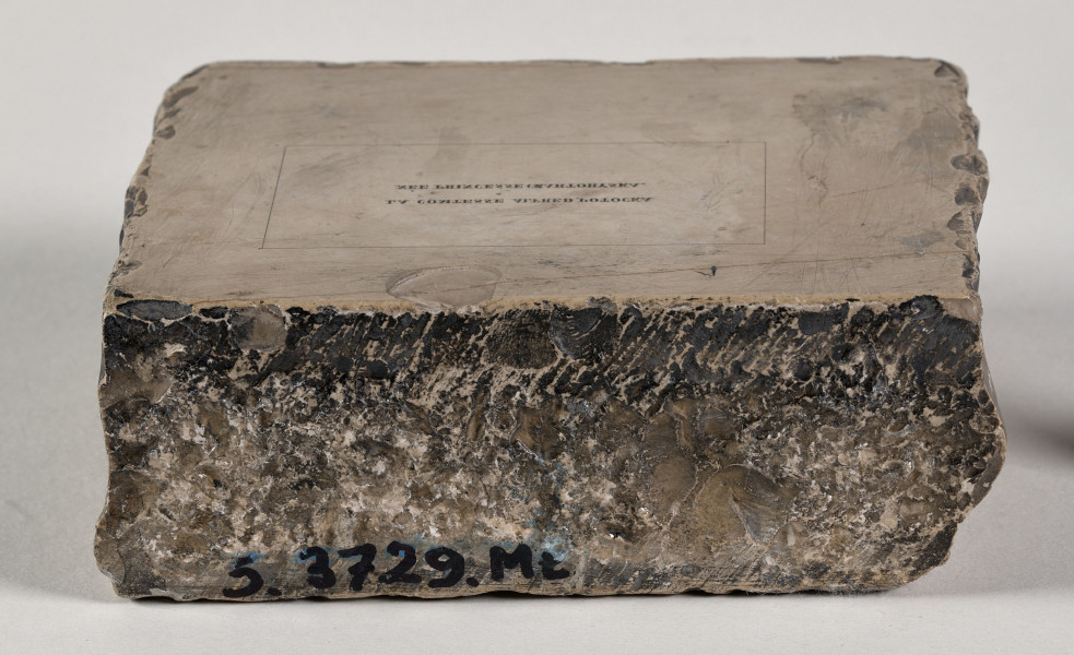 na kamieniu znajduje się napis „La contesseAlferd Potocka neeprincessa Czartoryska”