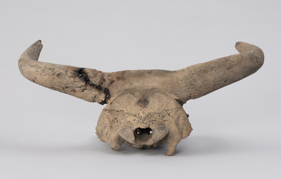 czaszka tura - Ujęcie z tyłu; Czaszka tura zachowana jest w średnim stanie: większość twarzoczaszki jest zniszczona, jednak mózgoczaszka wraz z rogami zachowana jest relatywnie dobrze. Na rogach widoczne ślady cięcia (po upolowaniu) oraz klejenia (naprawy współczesne).