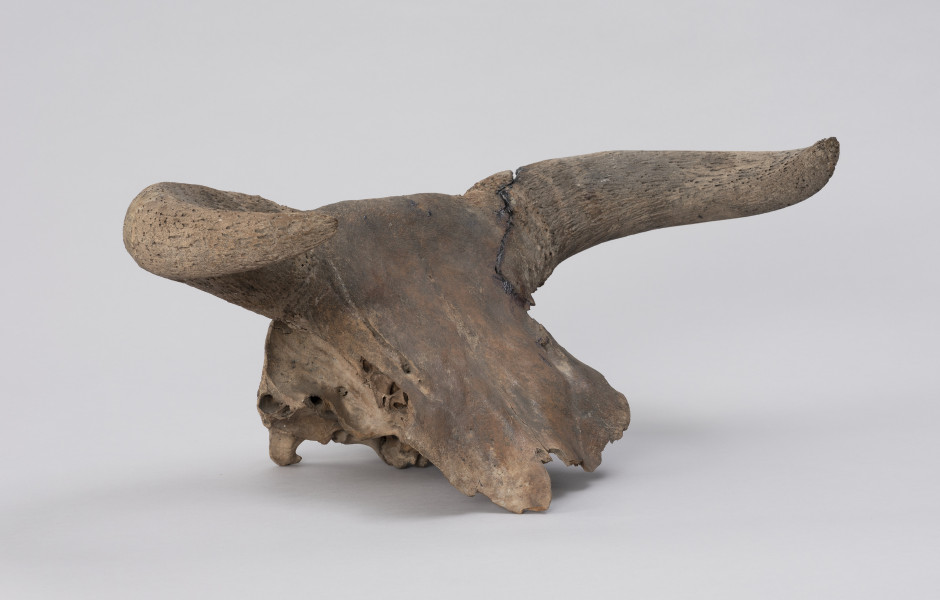 czaszka tura - przód, ujęcie ze skosu z lewej; Czaszka tura zachowana jest w średnim stanie: większość twarzoczaszki jest zniszczona, jednak mózgoczaszka wraz z rogami zachowana jest relatywnie dobrze. Na rogach widoczne ślady cięcia (po upolowaniu) oraz klejenia (naprawy współczesne).