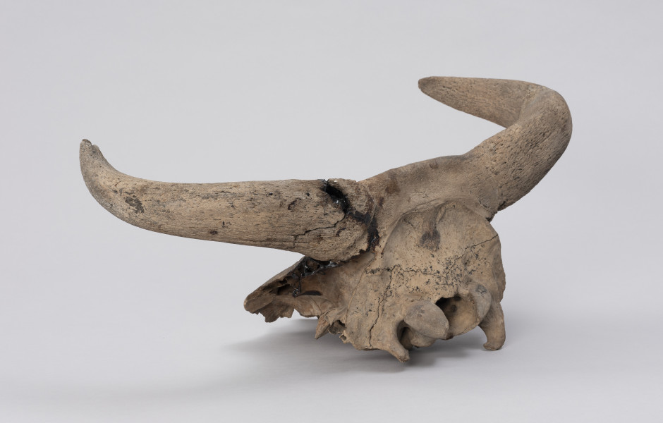 czaszka tura - tył, ujęcie ze skosu z lewej; Czaszka tura zachowana jest w średnim stanie: większość twarzoczaszki jest zniszczona, jednak mózgoczaszka wraz z rogami zachowana jest relatywnie dobrze. Na rogach widoczne ślady cięcia (po upolowaniu) oraz klejenia (naprawy współczesne).