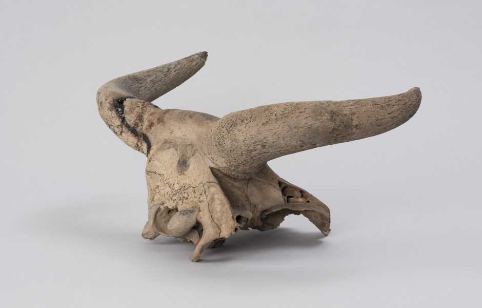 czaszka tura - tył, ujęcie ze skosu z prawej; Czaszka tura zachowana jest w średnim stanie: większość twarzoczaszki jest zniszczona, jednak mózgoczaszka wraz z rogami zachowana jest relatywnie dobrze. Na rogach widoczne ślady cięcia (po upolowaniu) oraz klejenia (naprawy współczesne).