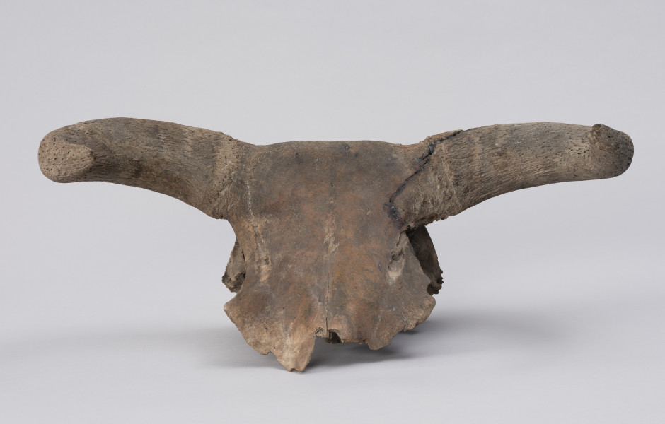 czaszka tura - Ujęcie z przodu; Czaszka tura zachowana jest w średnim stanie: większość twarzoczaszki jest zniszczona, jednak mózgoczaszka wraz z rogami zachowana jest relatywnie dobrze. Na rogach widoczne ślady cięcia (po upolowaniu) oraz klejenia (naprawy współczesne).