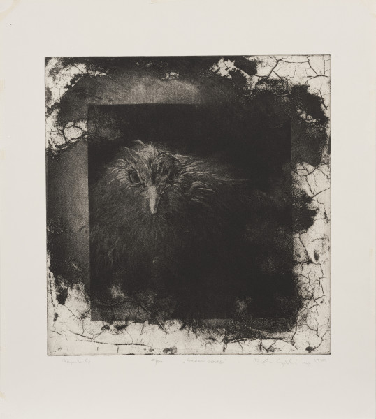 Stary gołąb - Ujęcie z przodu; Kompozycja w kształcie kwadratu zbudowana z bieli, czerni i różnych odcieni szarości. W kwadrat, ograniczający pole kompozycji, którego brzegi wypełniają spękane białe płaszczyzny i jednolite szarości, wpisany jest mniejszy, ciemny kwadrat. W jego polu, nieco z lewej strony od osi kompozycji z głębokiej czerni wyłania się zwrócona en face sylwetka ptasia o rozmytych konturach.