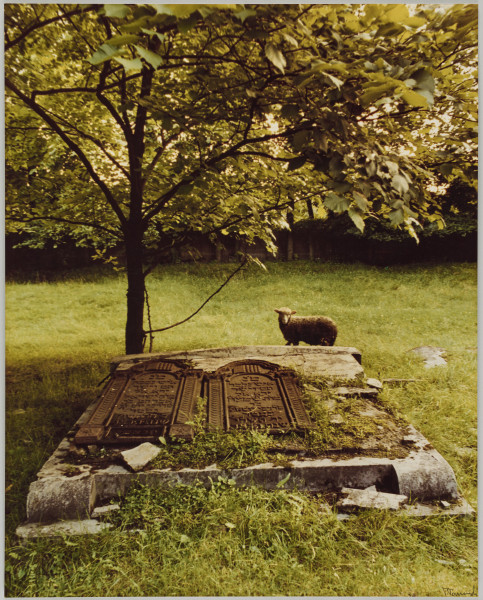 fotografia - Zdjęcie przedstawia dwie macewy leżące na betonowym podeście. Za podestem widoczne drzewo (w lewym rogu) oraz stojąca na trawie owca (w prawym). W tle widać trawę.